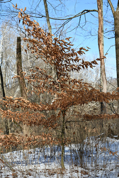American Beech (Fagus grandifolia)