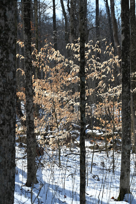 American Beech (Fagus grandifolia)
