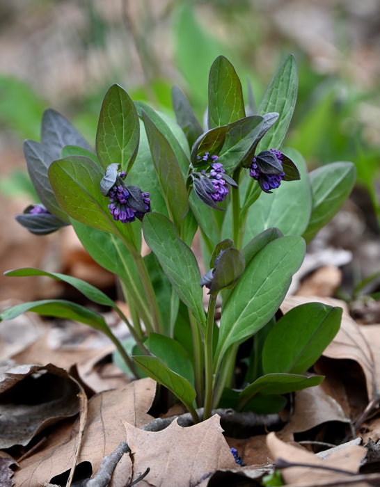 Virginia Bluebells (Mertensia virginica) BARE ROOT