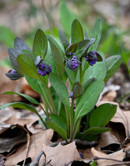 Virginia Bluebells (Mertensia virginica) BARE ROOT - SHIPS BEGINNING WEEK OF 12/2