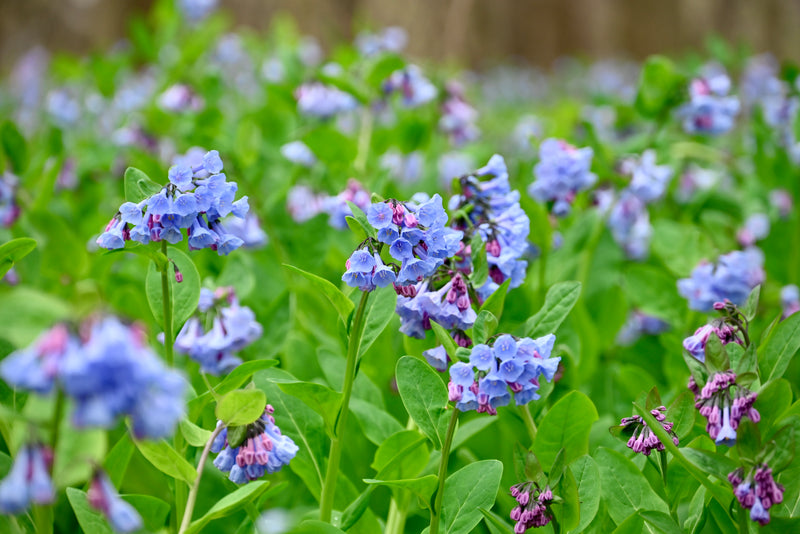 Virginia Bluebells (Mertensia virginica) BARE ROOT - SHIPS BEGINNING WEEK OF 12/2