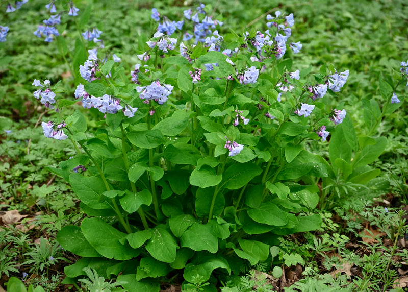 Virginia Bluebells (Mertensia virginica) BARE ROOT - SHIPS BEGINNING WEEK OF 12/2