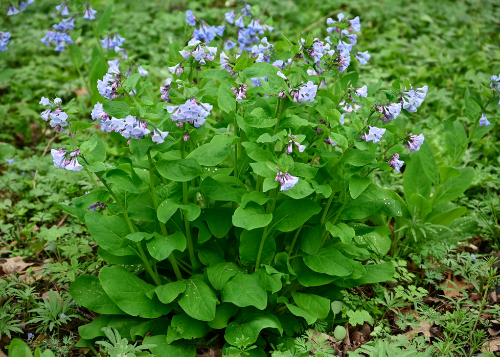 Virginia Bluebells (Mertensia virginica) BARE ROOT