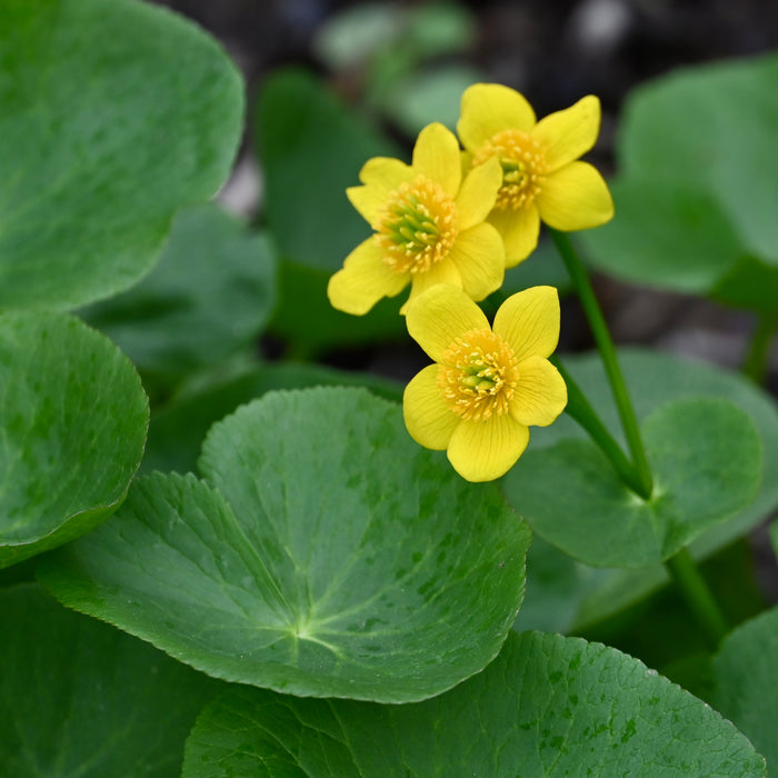 Marsh Marigold (Caltha palustris) BARE ROOT