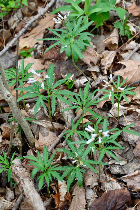 Cutleaf Toothwort (Cardamine concatenata) BARE ROOT