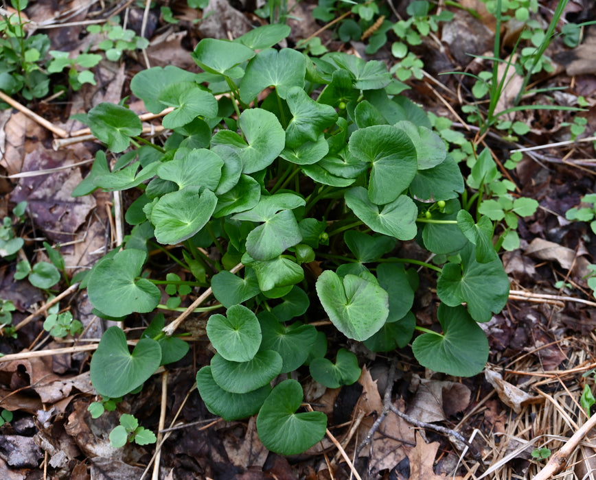 Marsh Marigold (Caltha palustris) BARE ROOT