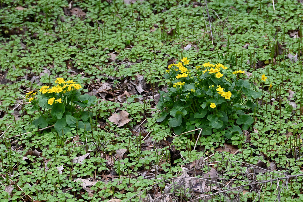 Marsh Marigold (Caltha palustris) BARE ROOT