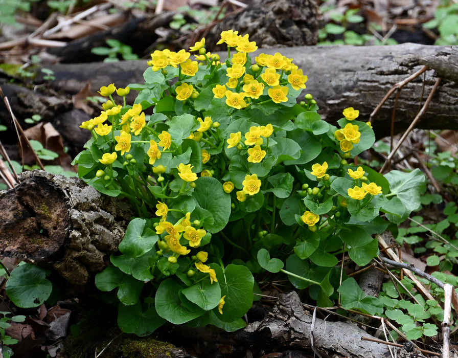Marsh Marigold (Caltha palustris) BARE ROOT