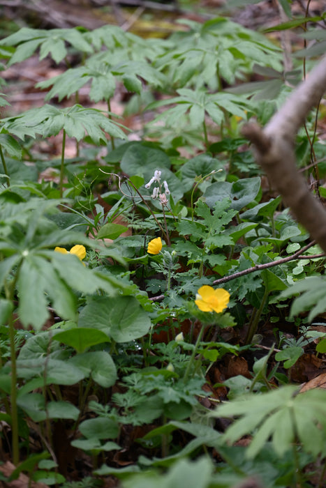 Squirrel Corn (Dicentra canadensis) BARE ROOT