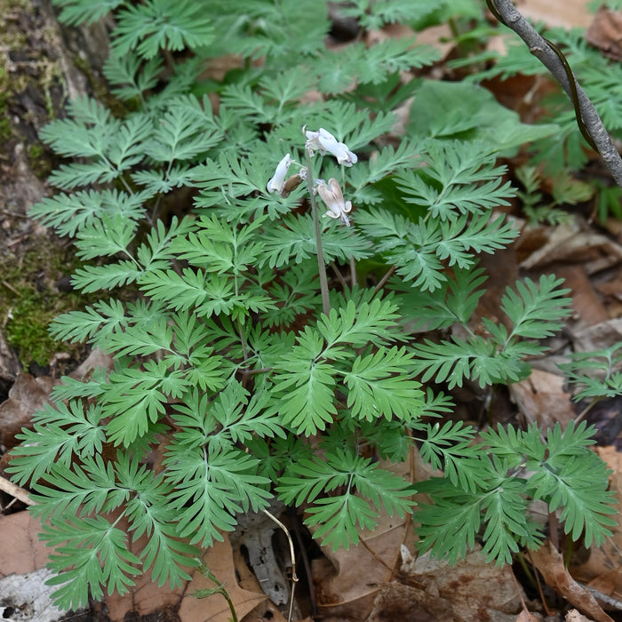 Squirrel Corn (Dicentra canadensis) BARE ROOT