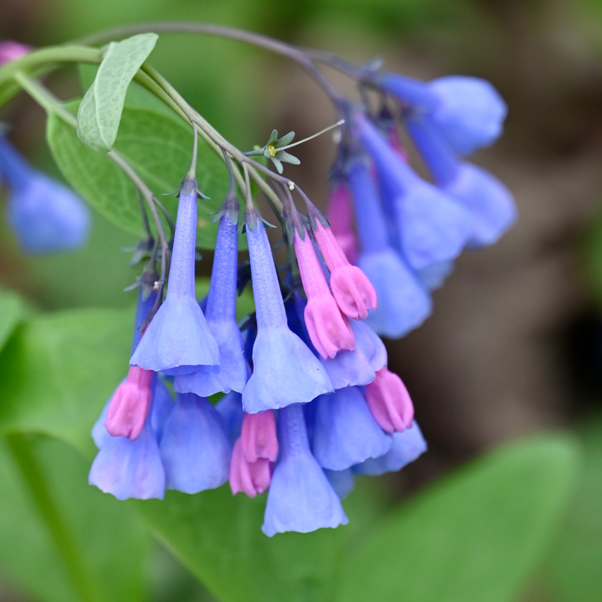 Virginia Bluebells (Mertensia virginica) BARE ROOT — Native Plants ...