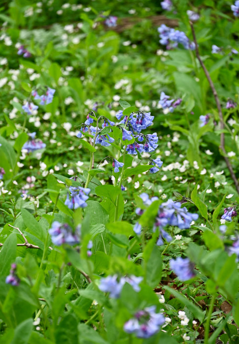 Virginia Bluebells (Mertensia virginica) BARE ROOT