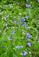 Virginia Bluebells (Mertensia virginica) BARE ROOT - SHIPS BEGINNING WEEK OF 12/2