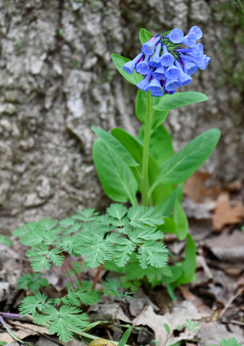 Virginia Bluebells (Mertensia virginica) BARE ROOT