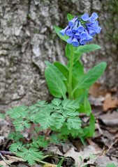 Virginia Bluebells (Mertensia virginica) BARE ROOT - SHIPS BEGINNING WEEK OF 12/2