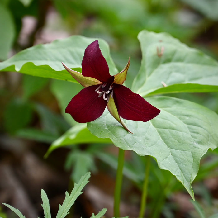 Red Trillium (Trillium erectum) BARE ROOT