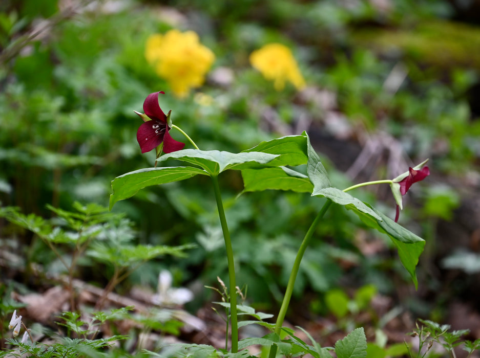 Red Trillium (Trillium erectum) BARE ROOT