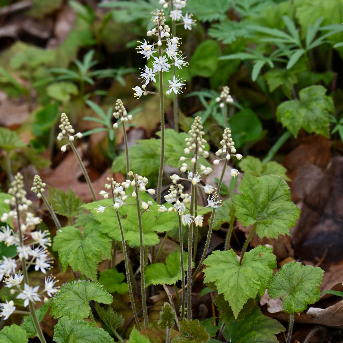 Foamflower (Tiarella cordifolia) — Native Plants Unlimited LLC