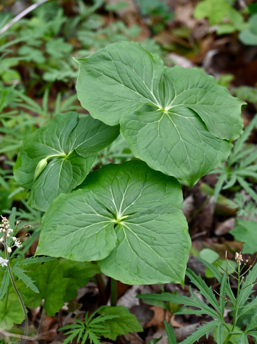 Red Trillium (Trillium erectum) BARE ROOT