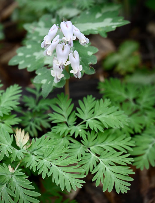 Squirrel Corn (Dicentra canadensis) BARE ROOT