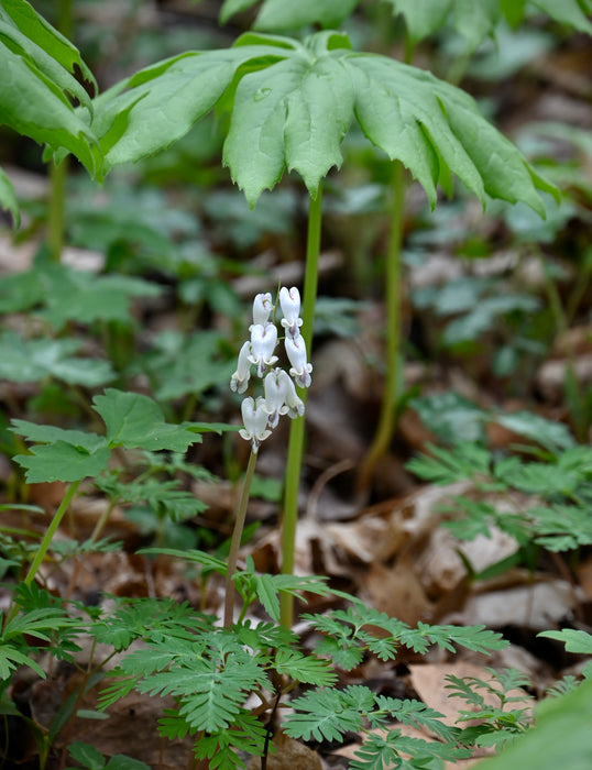 Squirrel Corn (Dicentra canadensis) BARE ROOT