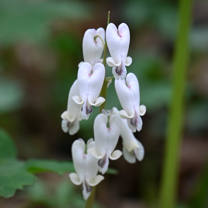 Squirrel Corn (Dicentra canadensis) BARE ROOT
