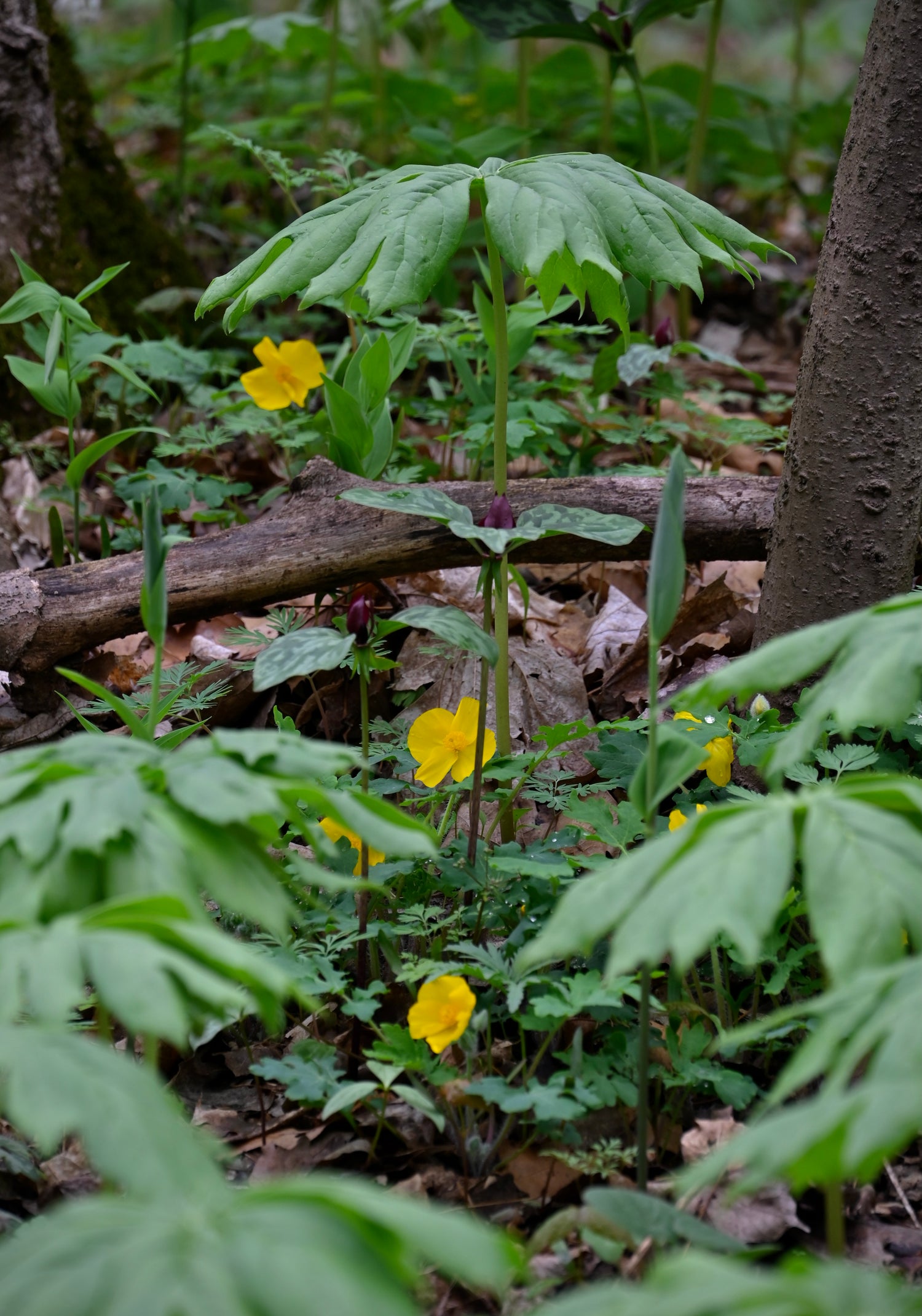 Bare Root Plant Sale Open Now!