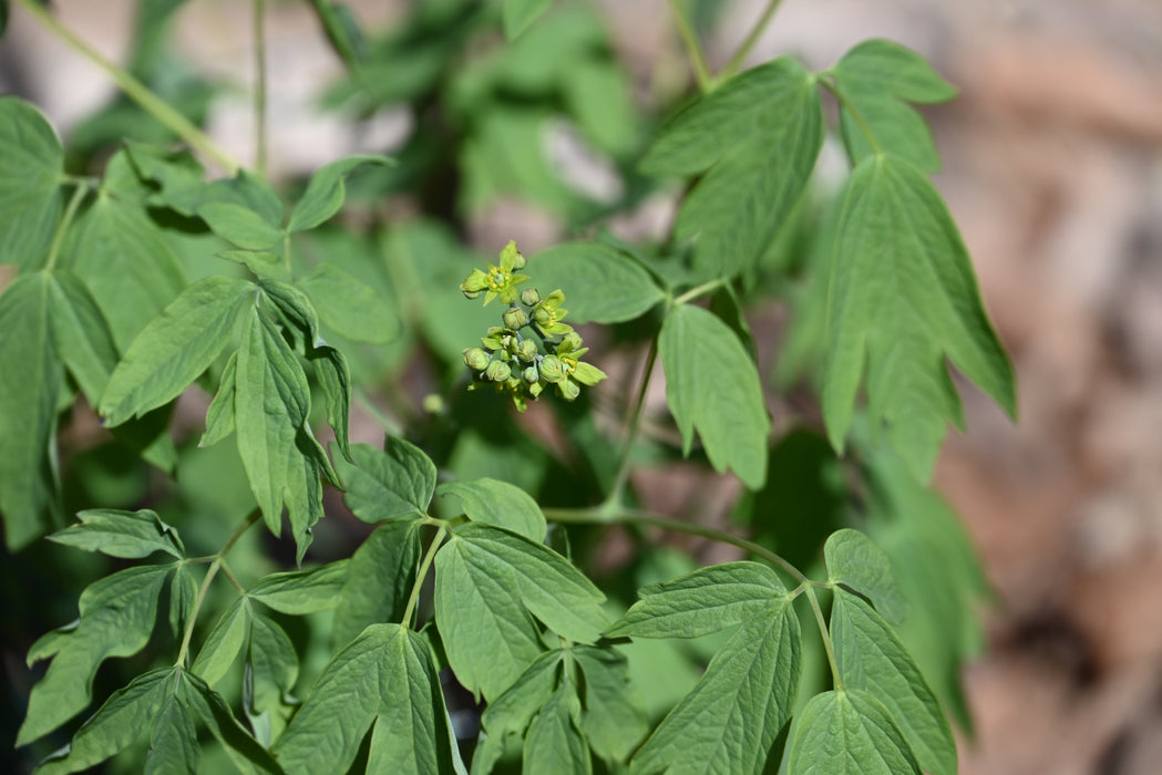 Blue Cohosh (Caulophyllum thalictroides) BARE ROOT