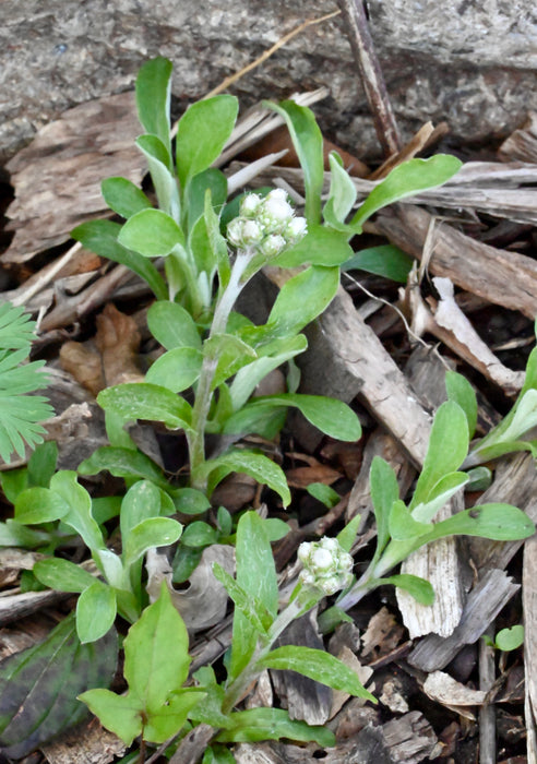 Pussytoes (Antennaria plantaginifolia)