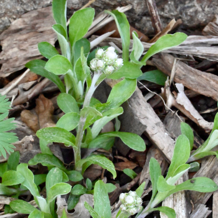 Pussytoes (Antennaria plantaginifolia)