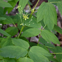 Blue Cohosh (Caulophyllum thalictroides) BARE ROOT - SHIPS BEGINNING WEEK OF 12/2