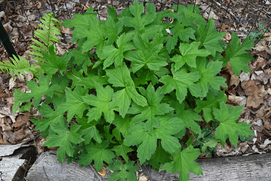 Waterleaf Roots Virginia Waterleaf (Hydrophyllum virginianum) BARE ROOT — Native Plants ...