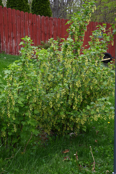 American Black Currant (Ribes americanum)