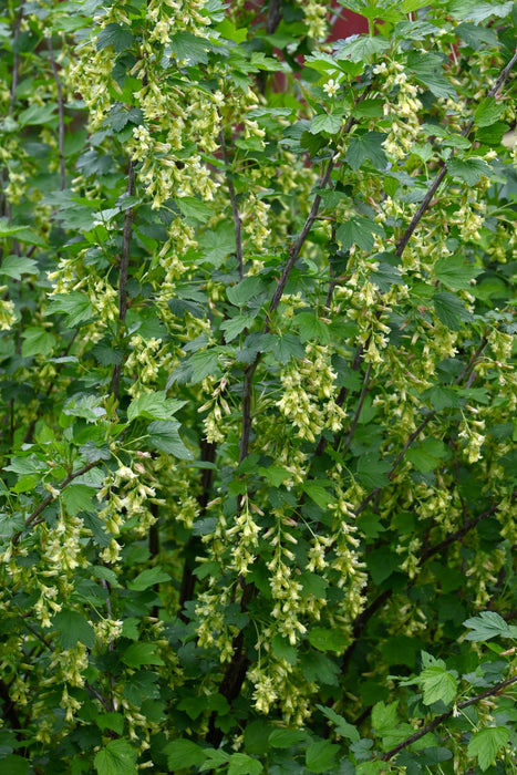 American Black Currant (Ribes americanum)