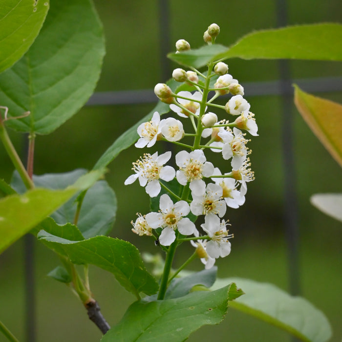 Chokecherry (Prunus virginiana)