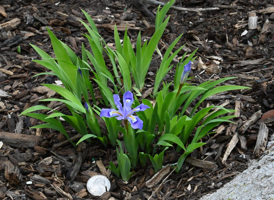 Dwarf Crested Iris (Iris cristata)
