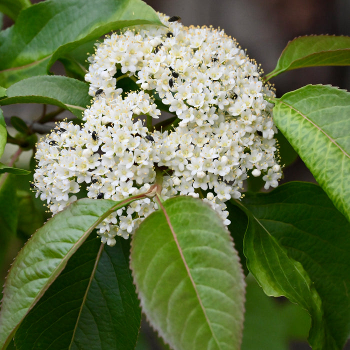 Nannyberry Viburnum (Viburnum lentago)