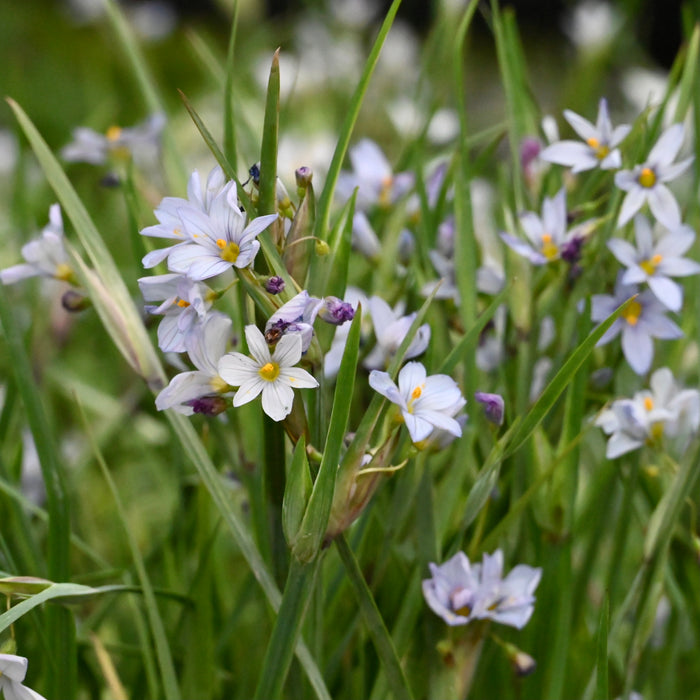 Seed Pack - Stout Blue-eyed Grass (Sisyrinchium angustifolium)