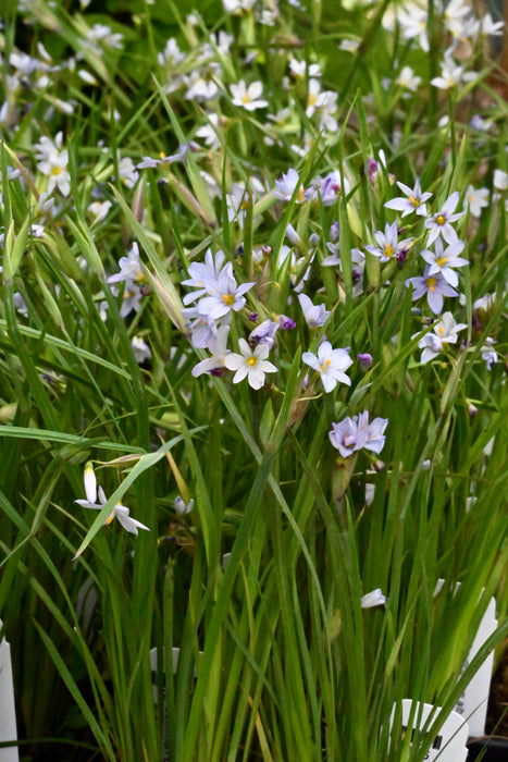 Seed Pack - Stout Blue-eyed Grass (Sisyrinchium angustifolium)