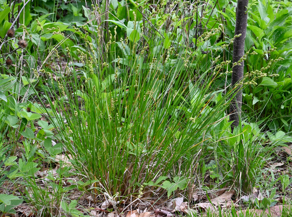 Prairie Oval Sedge (Carex bicknellii) 2x2x3" Pot