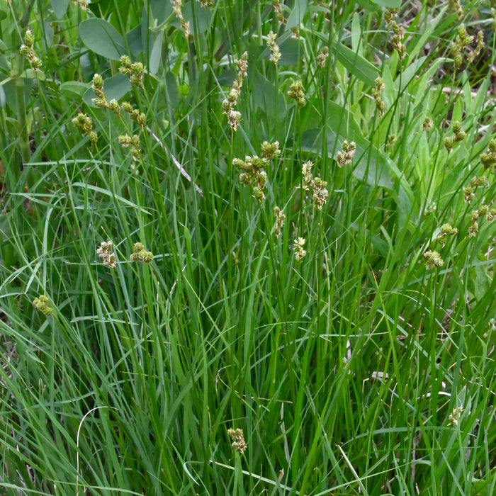 Prairie Oval Sedge (Carex bicknellii) 2x2x3" Pot