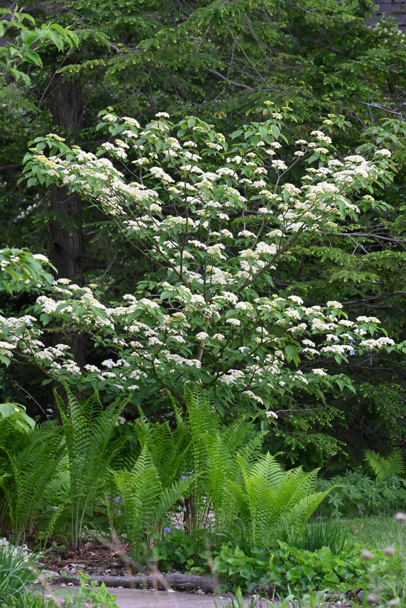 Pagoda Dogwood (Cornus alternifolia)