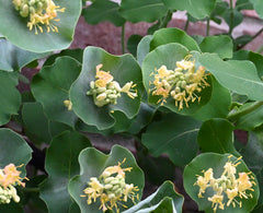 Yellow Twining Honeysuckle (Lonicera reticulata)