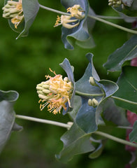 Yellow Twining Honeysuckle (Lonicera reticulata)