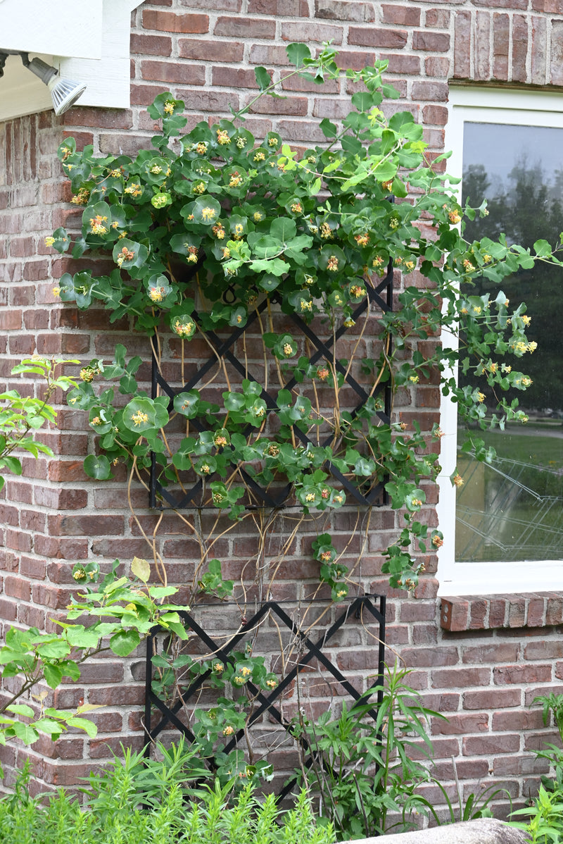 Yellow Twining Honeysuckle (Lonicera reticulata)