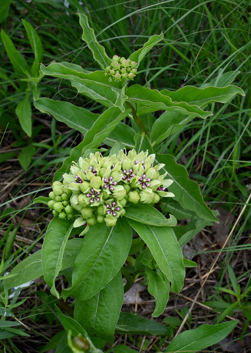 Spider Milkweed (Asclepias viridis)