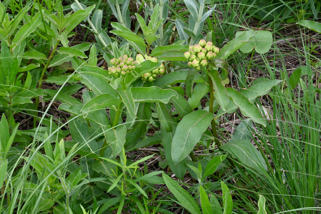Spider Milkweed (Asclepias viridis)