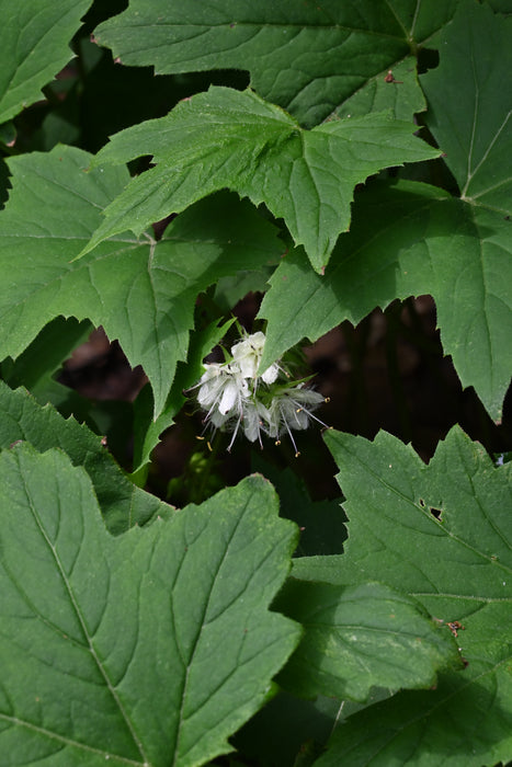 Waterleaf Roots Virginia Waterleaf (Hydrophyllum virginianum) BARE ROOT — Native Plants ...
