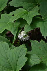 Virginia Waterleaf (Hydrophyllum virginianum) BARE ROOT - SHIPS BEGINNING WEEK OF 12/2