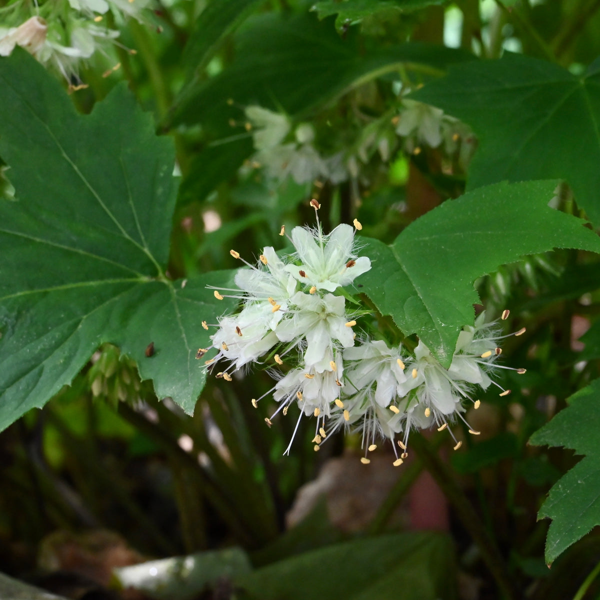 Waterleaf Roots Virginia Waterleaf (Hydrophyllum virginianum) BARE ROOT — Native Plants ...